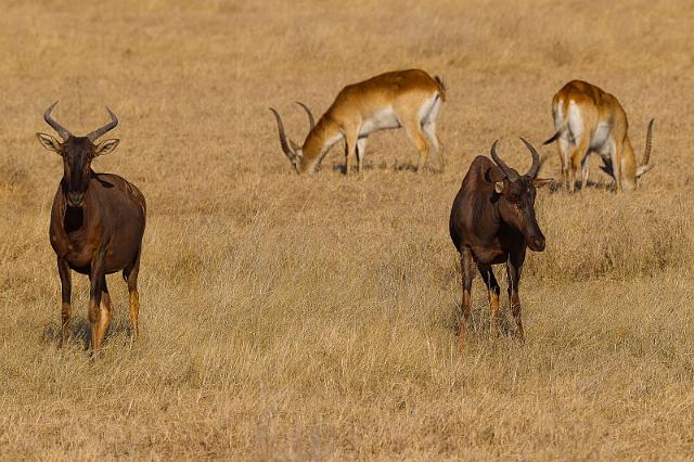 179 Okavango Delta, lierantilope en rode litschie.jpg